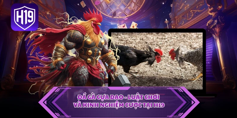 Đá Gà Cựa Dao - Luật Chơi Và Kinh Nghiệm Cược Tại H19